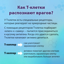 Что делают Т-клетки